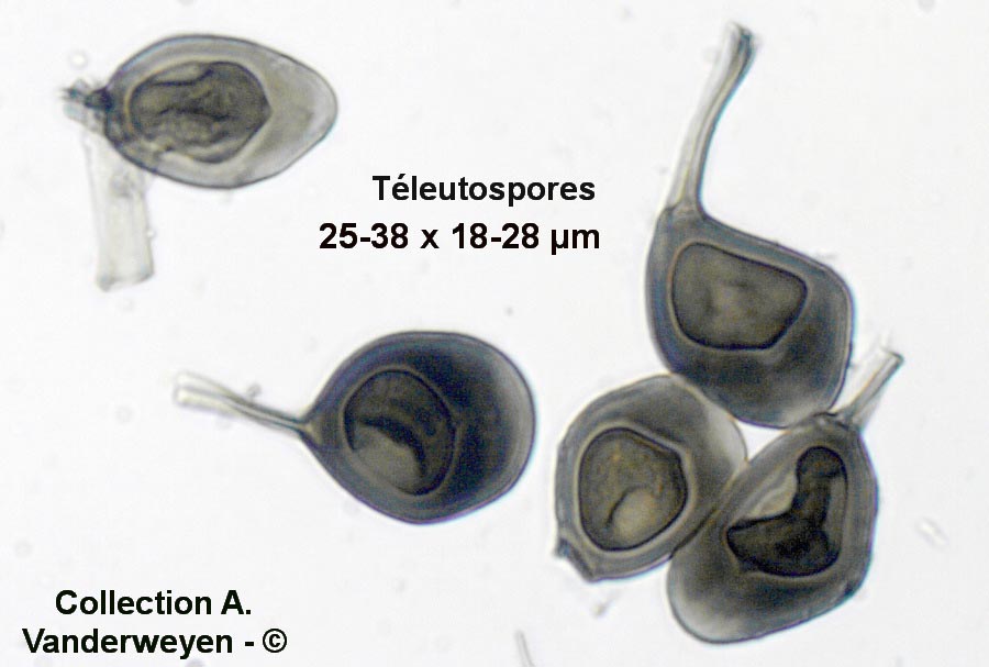 Uromyces vicia-fabae